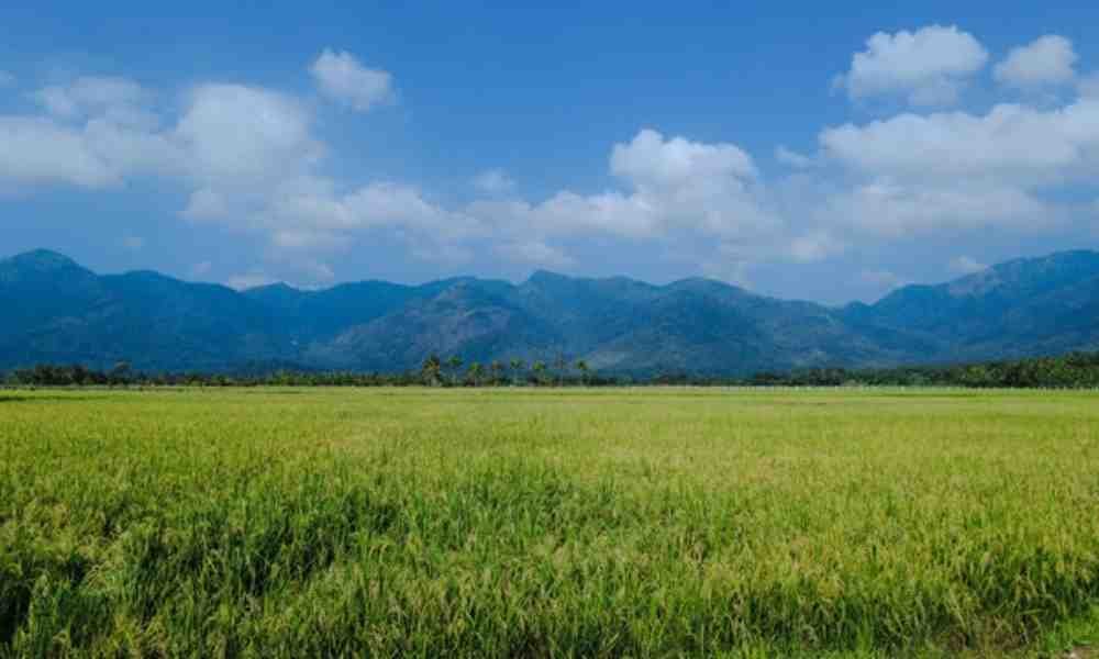 Website Development in Tenkasi